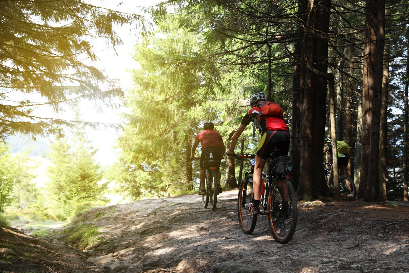 Group of Cyclists Riding Bikes down Forest Trail